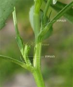  Stipules